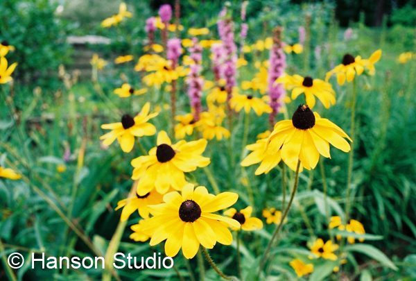 Black-eyed Susan and Purple Liatris